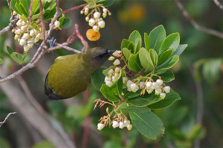 the endemic korimako does  not mind if its food source is an introduced plant