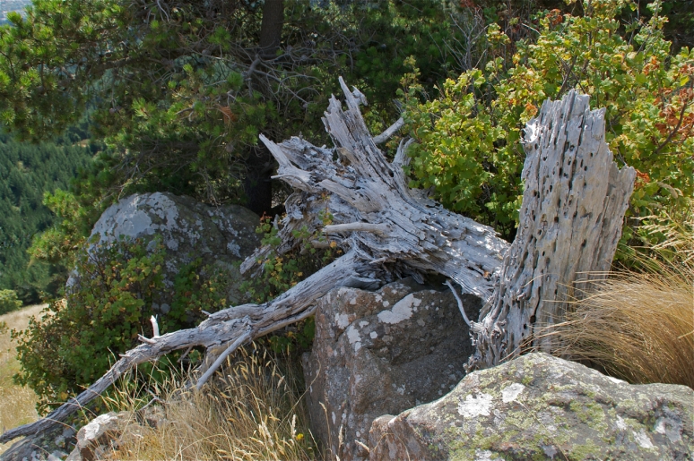skeletal remnants of the old forest 