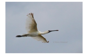 the royal spoonbill soars over the Harts Creek reserve