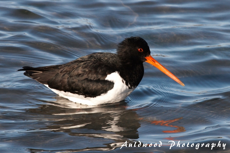 Torea (South Island Pied Oystercatcher - Haematopus finschi) are also establishing territory and defend it fiercely against all comers
